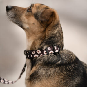 Obroża „Wildflower” z czarnymi okuciami